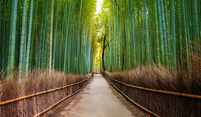 Bamboo Forest Arashiyama Kyoto