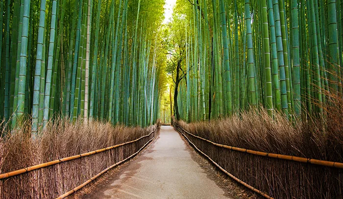 Bamboo Forest Arashiyama Kyoto