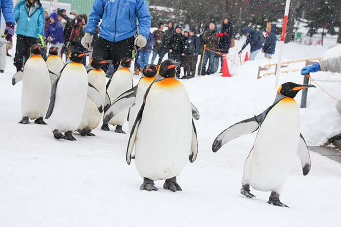 Asahiyama Zoo