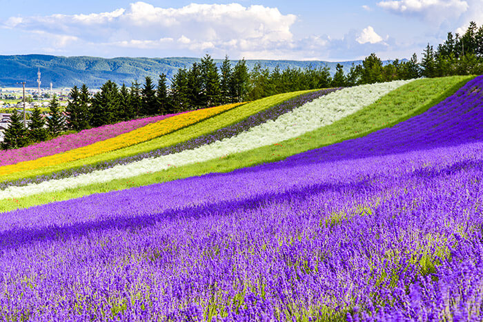 Tomita farm in hokkaido