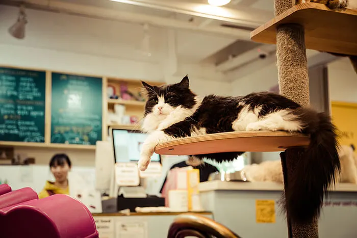 cat cafe