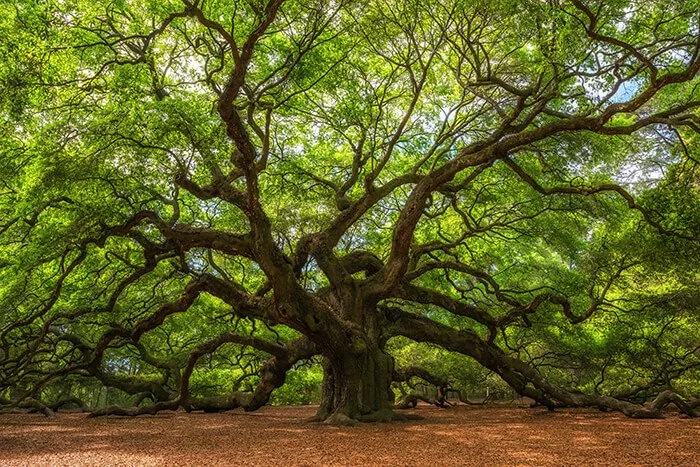 Angle Oak Tree in Johns Island, South Carolina