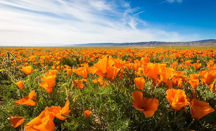 Antelope Valley, California