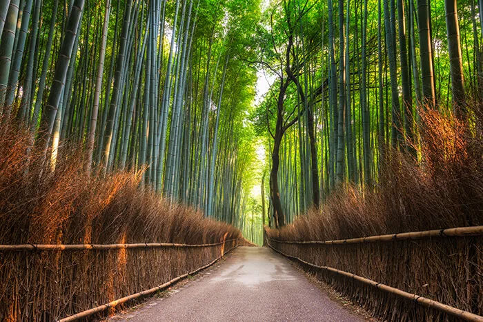 Arashiyama Awi Grove of Kyoto, Jepang