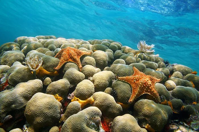 Aruba Bob Snorkeling