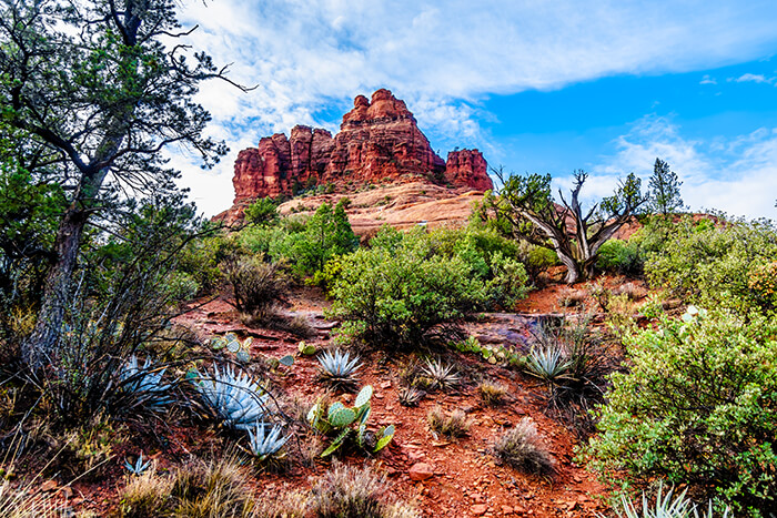 Coconino National Forest