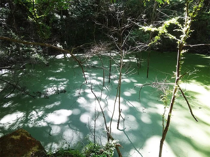 Devil's Millhopper Geological State Park