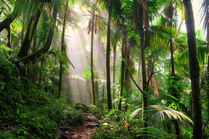 El Yunque national forest in Puerto Rico