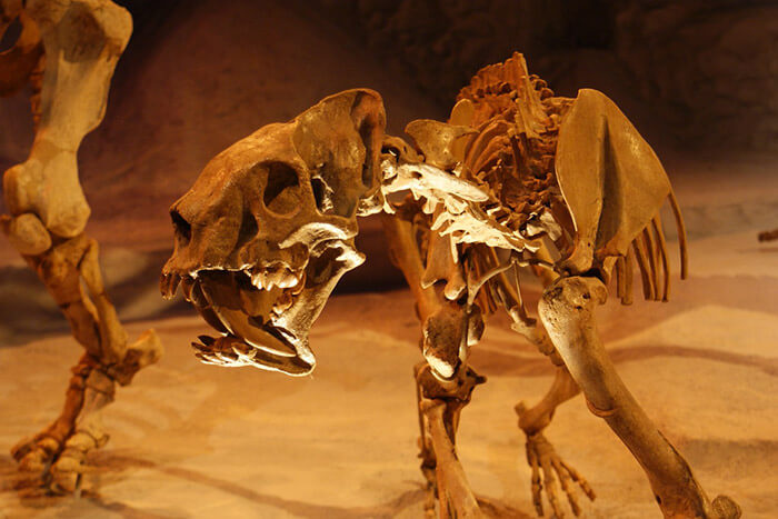 Florida Museum Of Natural History