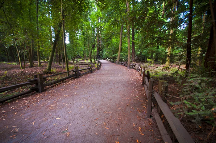 Henry Cowell Redwoods State Park