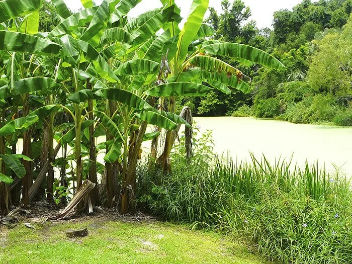 Kanapaha Botanical Gardens