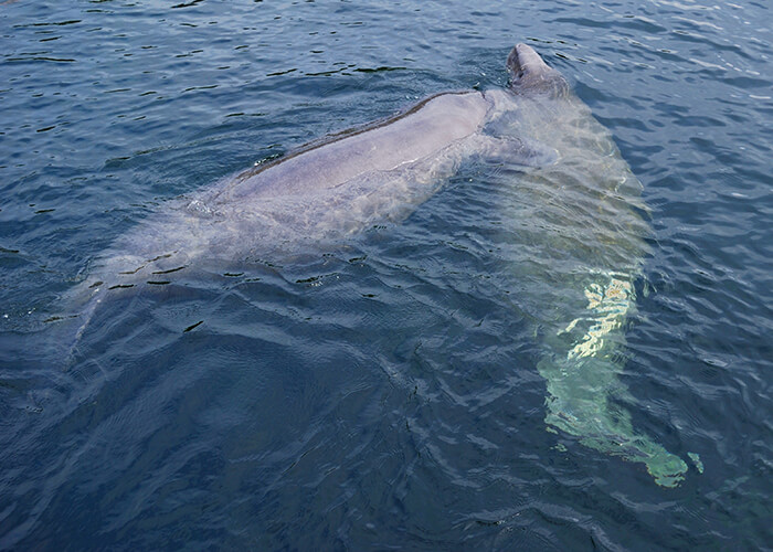 Manatees At Wakulla Springs