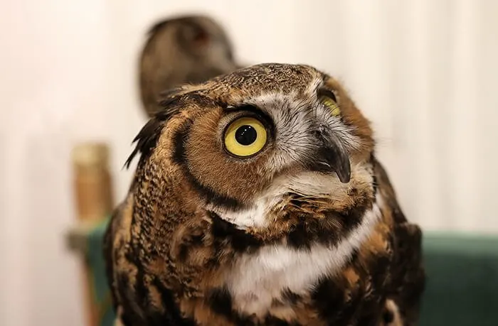 Owl cafe in Harajuku