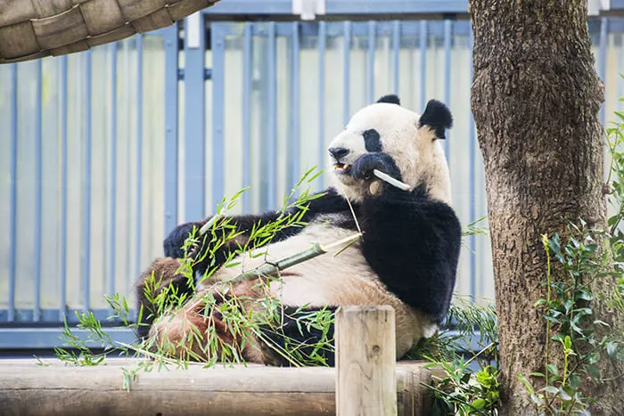 Panda in Ueno zoo