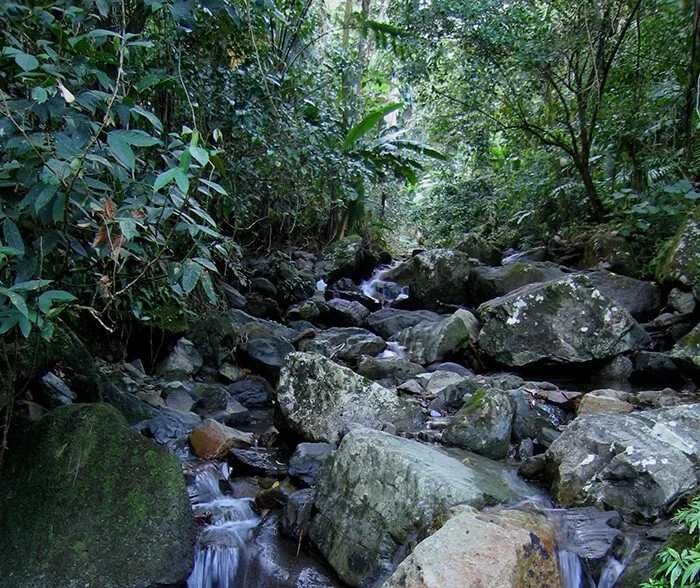 Rio Abajo Forest Reserve