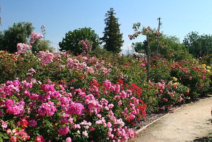 San Jose Heritage Rose Garden