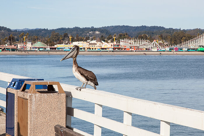 Santa Cruz Wharf