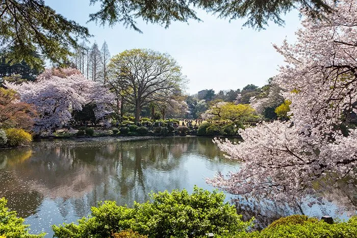 Shinjuku Gyoen national garden