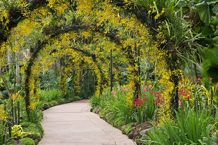 Singapore botanic garden