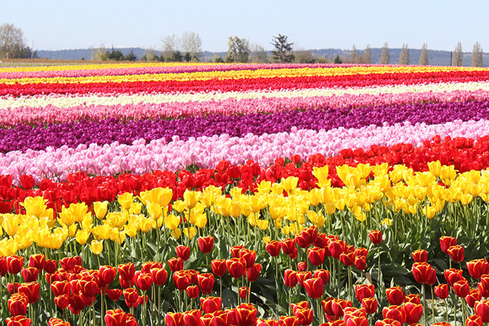 Skagit Valley Tulip Fields, Washington