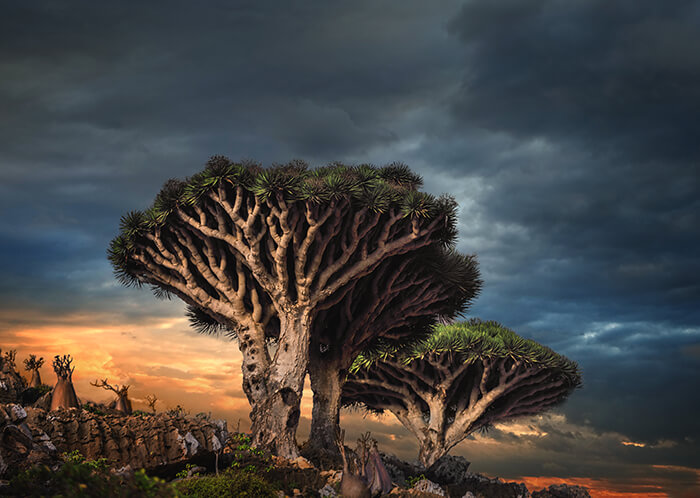 Socotra Island, Yemen