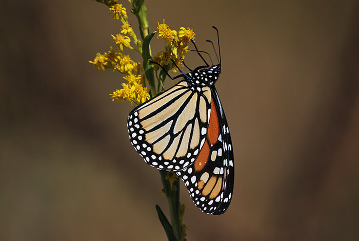 St. Marks National Wildlife Refuge