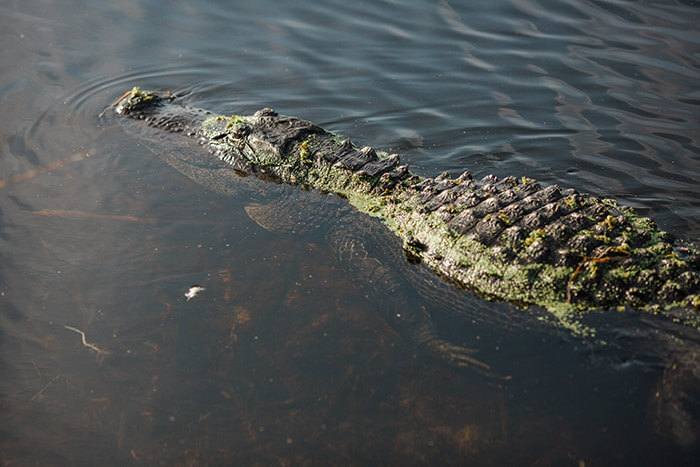 Sweetwater Wetlands Park