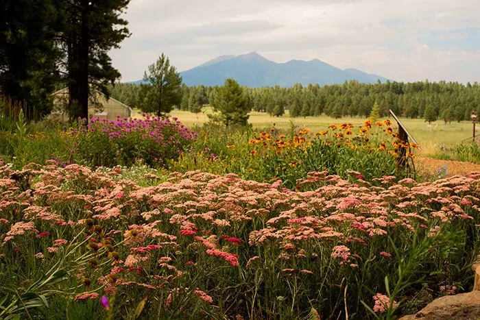 The Arboretum at Flagstaff