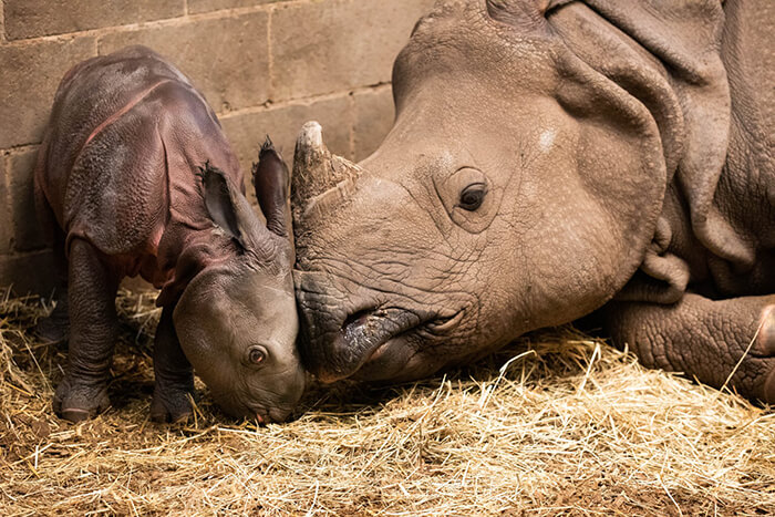 The Buffalo Zoo