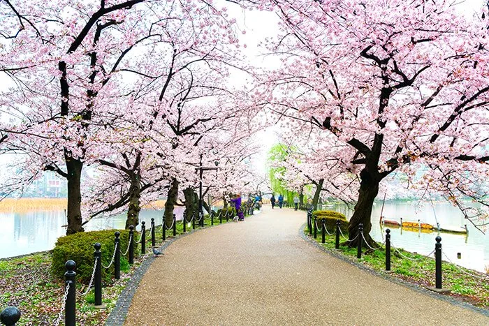 Ueno Park at Tokyo