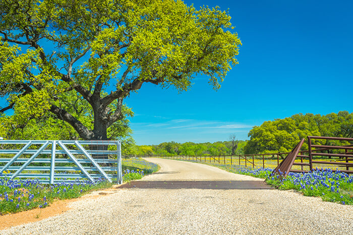 Willow City Bluebonnets, Texas