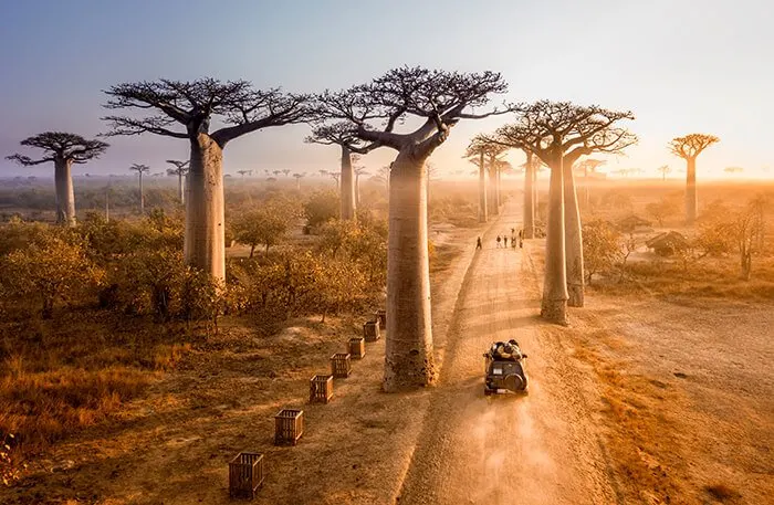 avenue of the baobabs in Madagascar