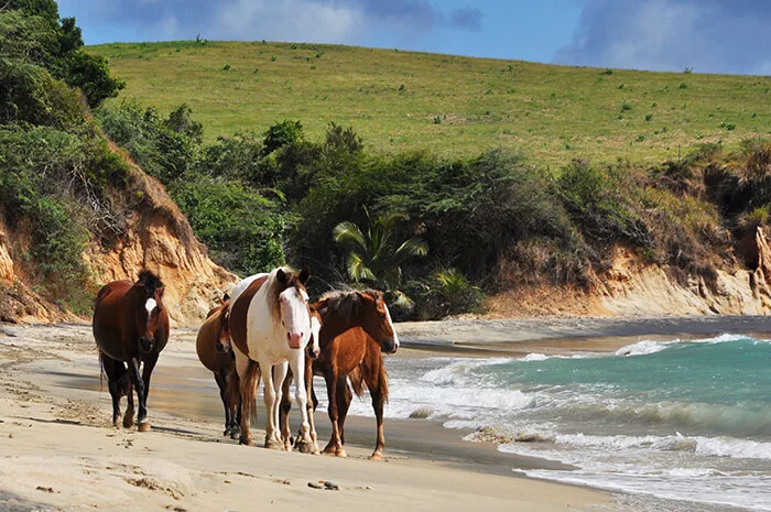 horses on a beach Vieques in Puerto Rico