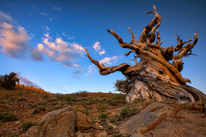 Ancient Bristlecone Pine Forest