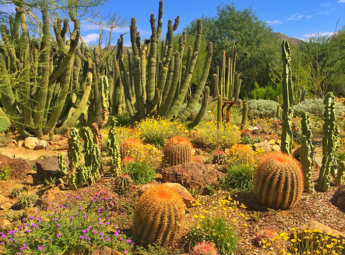 Arizona-Sonora Desert Museum