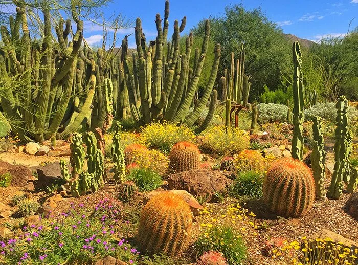 Arizona-Sonora Desert Museum