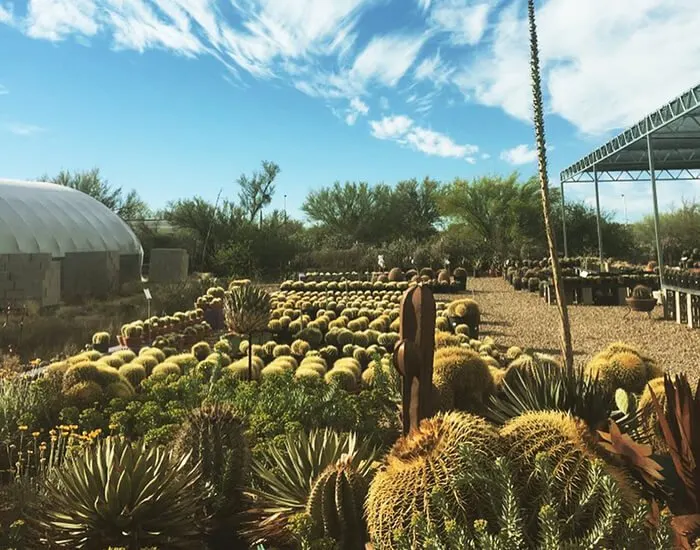 B & B Cactus Farm