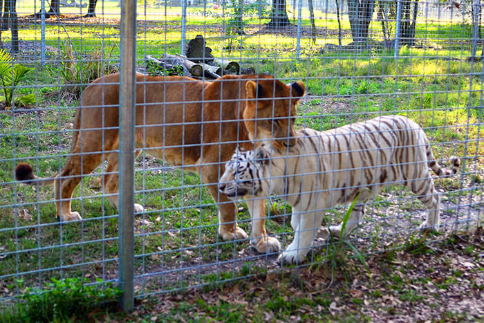 Big Cat Rescue