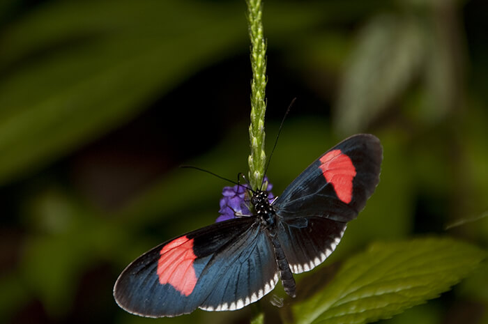 Butterfly Palace in Branson