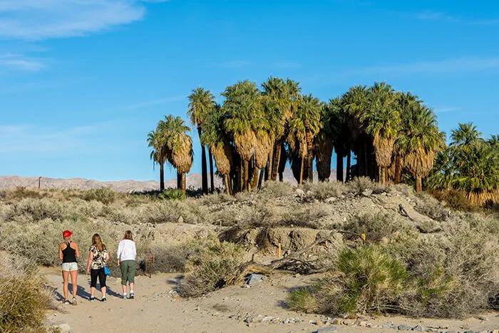 Coachella Valley Preserve