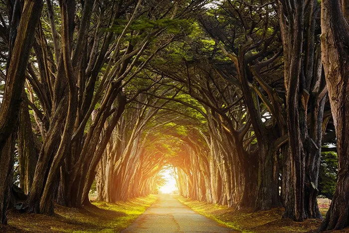 Cypress Tree Tunnel, California