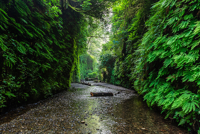 Fern Canyon in Prairie Creek Redwoods State Park