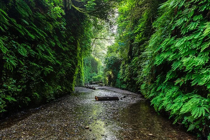 Fern Canyon in Prairie Creek Redwoods State Park