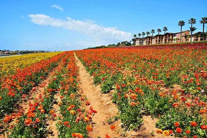 Flower fields at Carlsbad Ranch