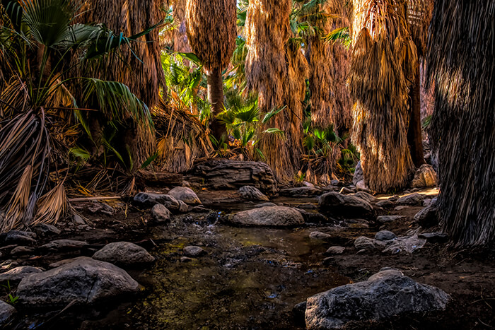 Indian Canyon in Palm Springs