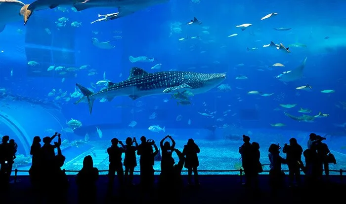 Okinawa Churaumi Aquarium