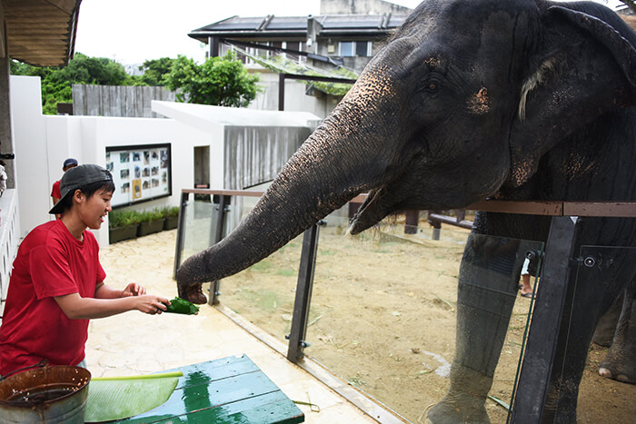 Okinawa Zoo and Museum