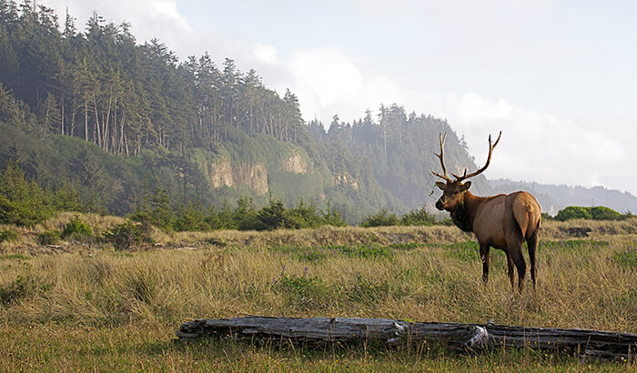 Redwood State park, California (wildlife scenic)