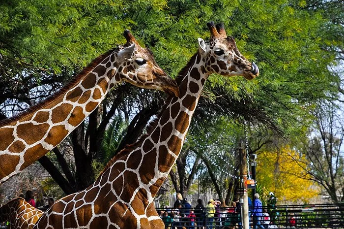 Reid Park Zoo