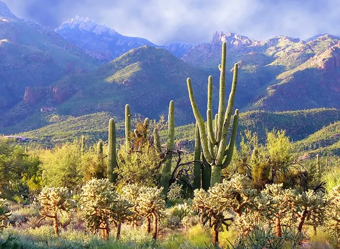 Sabino Canyon Cactus Tucson